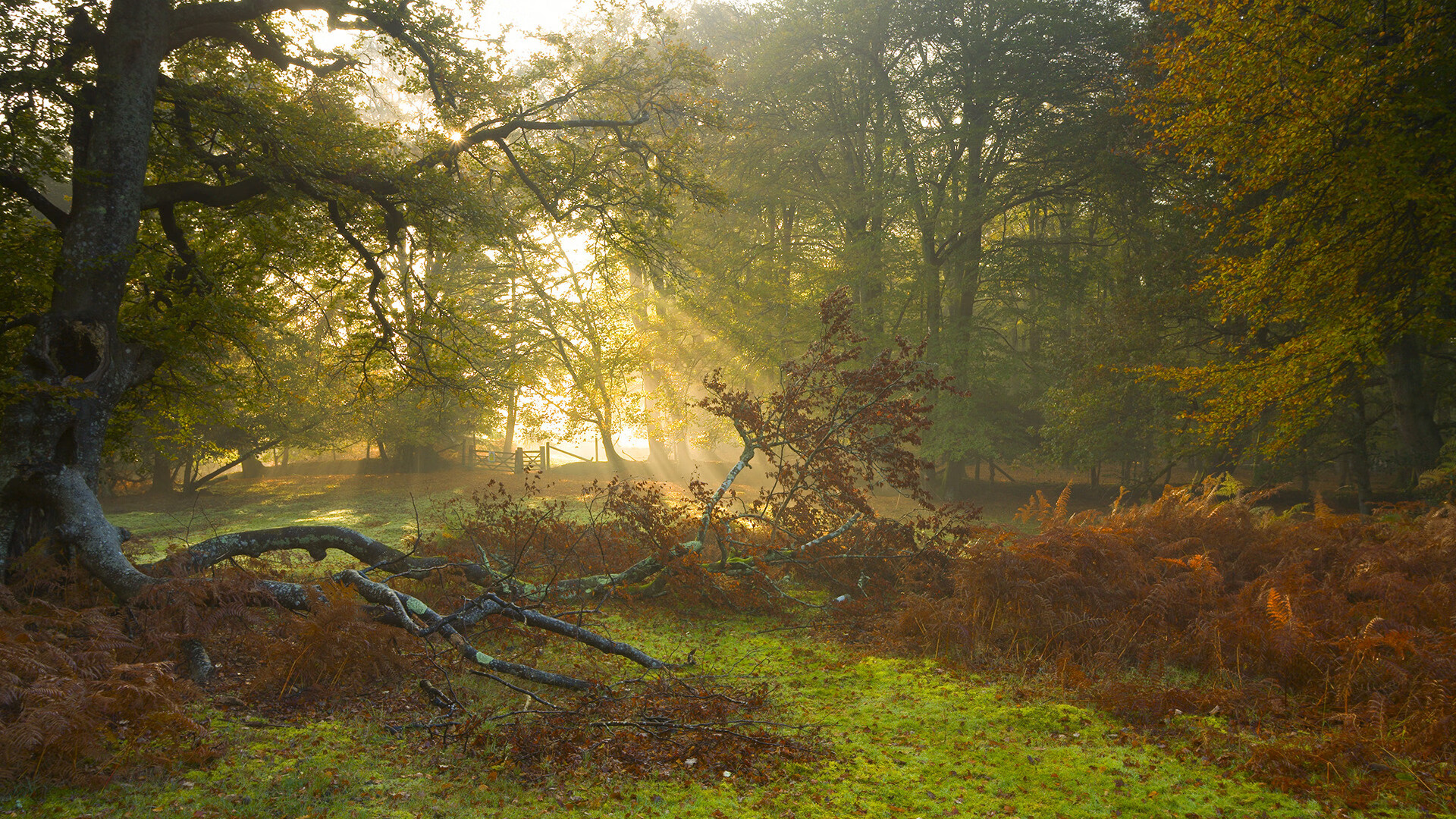 意甲激烈，球员采访展现斗志，意甲足球视频